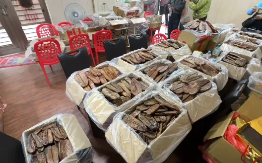 現場準備的580台斤烏魚子,數量驚人。(圖/中天新聞)