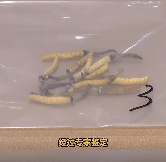 亞香棒蟲草。(圖/翻攝新浪微博)