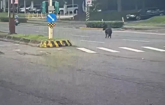 台北市北投區今早出現一匹迷你馬三度逃逸逛大街，熱心民眾與騎士協助安置。（圖／警方提供）