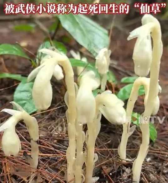 重慶市近日發現「冥界之花」水晶蘭。（圖/翻攝新浪微博）