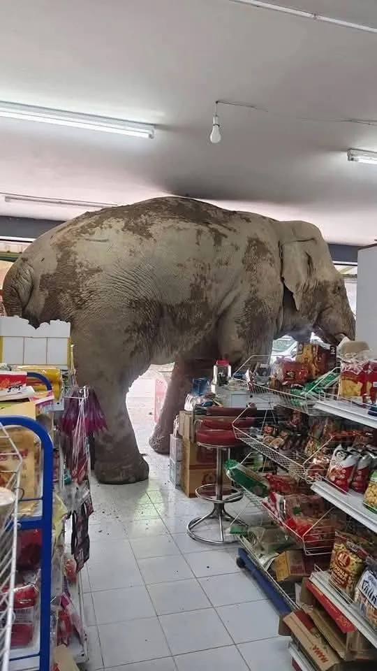 一隻大象闖入雜貨店。(圖/翻攝臉書「Stay in Thailand」)