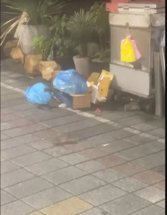 老鼠翻垃圾桶。(圖/中天新聞)