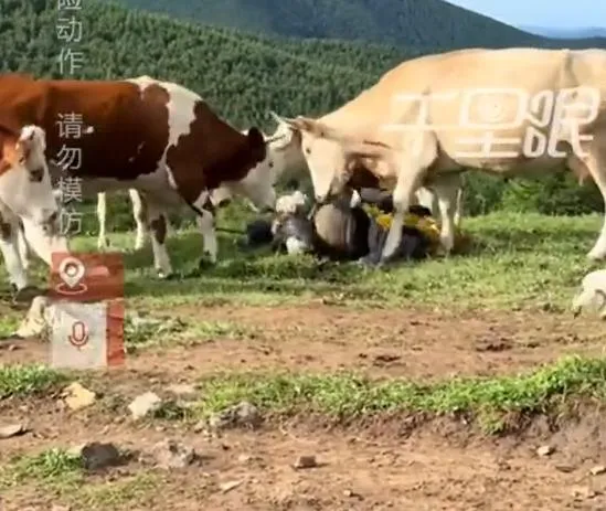 畫面顯示一名男遊客遭牛群攻擊。（圖/翻攝新浪微博）