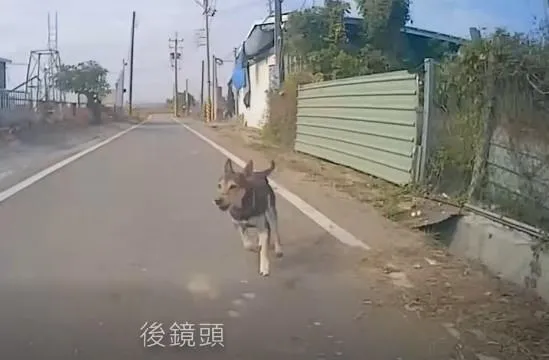 狗追車。（圖／翻攝自爆料公社）