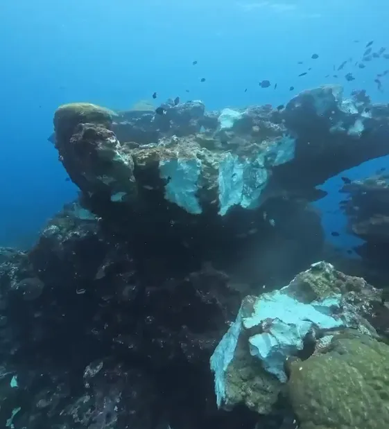 綠島柴口浮潛區的黑毛礁疑似因為日前1場規模5.8地震而斷裂，部分珊瑚株幾乎解體。（圖／綠島潛水教練陳宜禧提供）