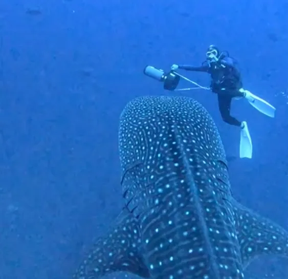 潛水員游在這隻鯨鯊前方，好似1人1魚在海中嬉戲。（圖／JAY_diving提供）