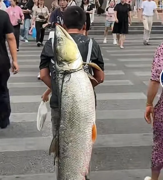 男子揹著大魚在街頭走。(圖/翻攝《網易》)