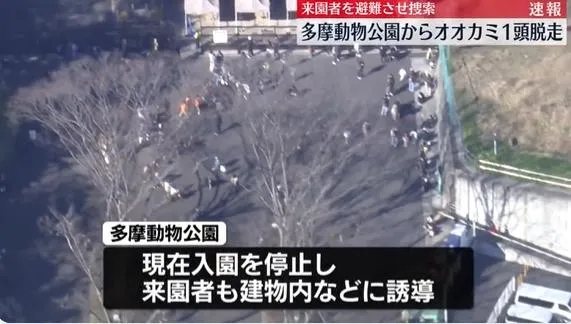 東京多摩動物公園驚傳狼逃脫，暫停開放遊客入園。（圖／翻攝ＮＮＮ）