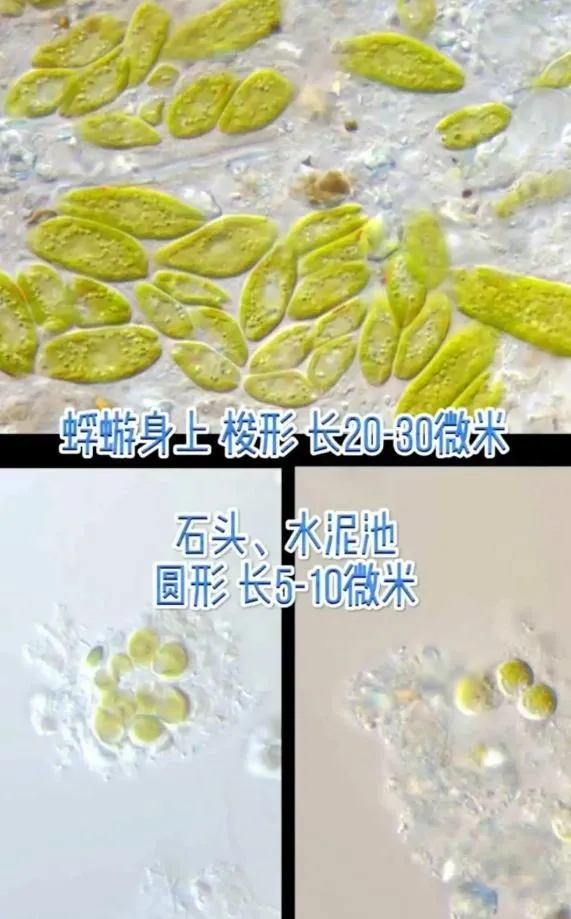 「怪蟲」身上的綠色藻類與發現地其他位置的藻類不同。（圖／翻攝上游新聞）