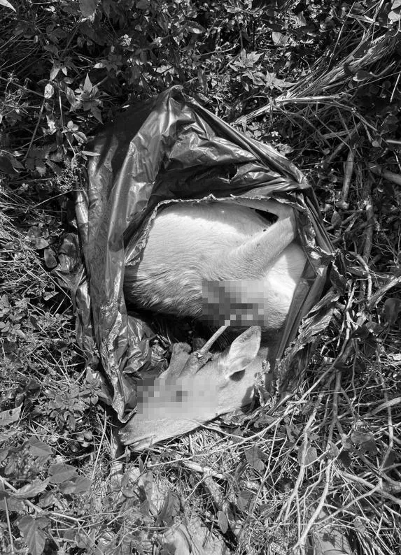梅花鹿遭盜獵集團狠心殺害「棄屍」。(圖/民眾提供)