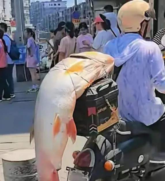男子後座的大魚吸引不少民眾目光。(圖/翻攝新浪微博)
