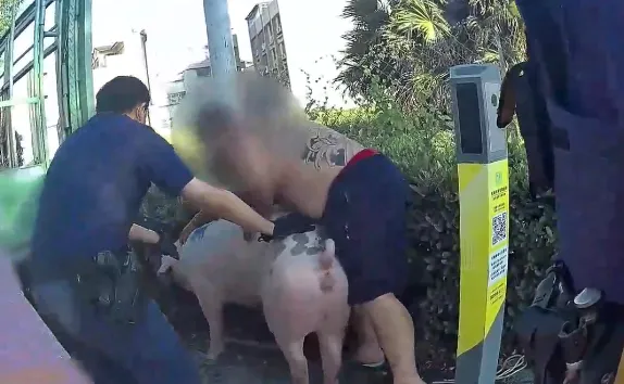 高雄三民區明誠一路發生豬隻脫逃，警方到場協助搬運。（圖／翻攝畫面）