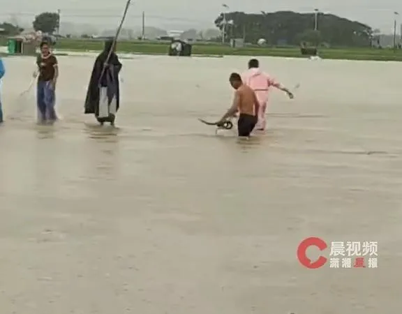 養殖場人員急忙在水中撈蛇。（圖／翻攝瀟湘晨報）