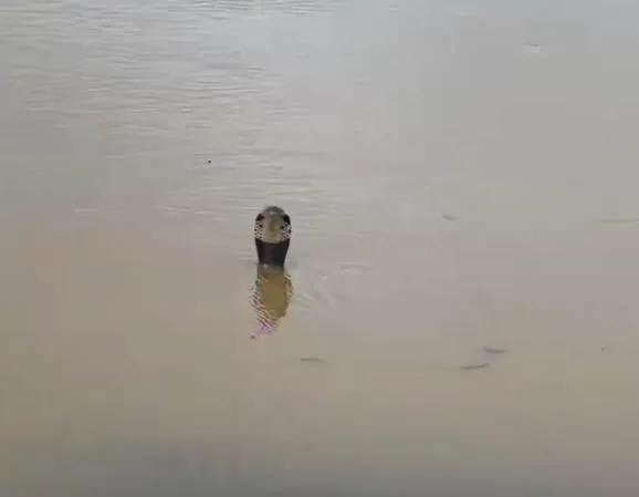 廣西一養蛇場遭洪水沖毀，數百隻蛇逃逸。（圖／翻攝瀟湘晨報）