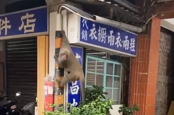 有北投在地民眾抱怨，北投市場連4天傳出有獼猴竄行。（圖/民眾提供）