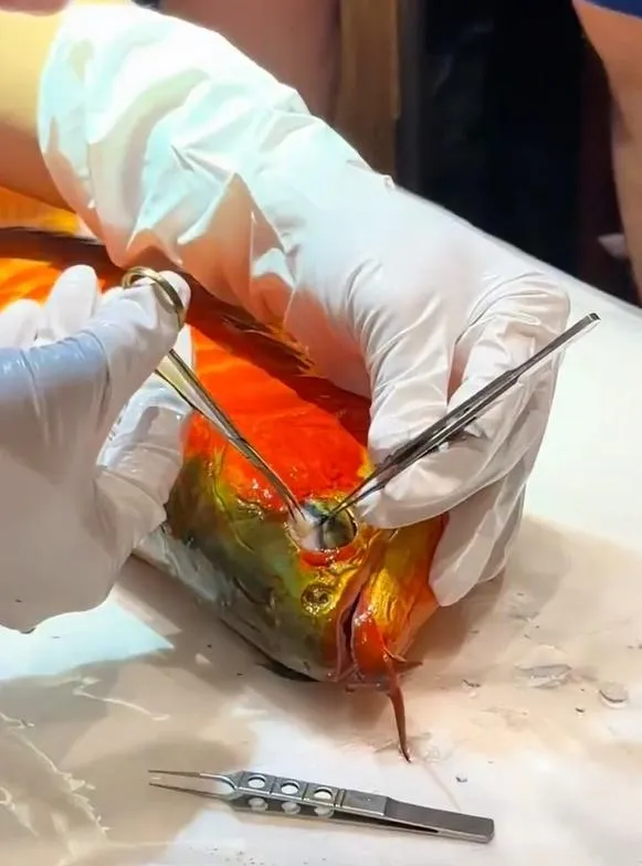 曾拿下世錦賽的冠軍龍魚在上海「割眼袋」。（圖／翻攝微博）