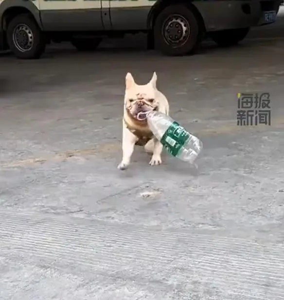 廣州一隻法鬥犬天天「撿寶特瓶」5年攢下超萬元人民幣。（圖／翻攝海報新聞）