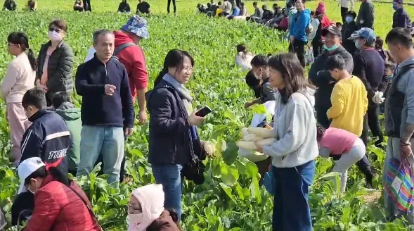 彰化芬園鄉拔蘿蔔活動開跑。(圖/翻攝照片)