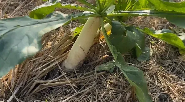 彰化芬園鄉拔蘿蔔活動開跑。(圖/翻攝照片)