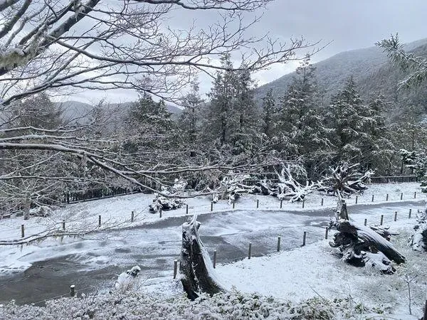 太平山凌晨下冰霰，雪白一片超夢幻。（圖／太平山莊提供）