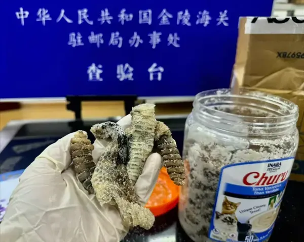 南京海關查驗包裹，驚見「1.2公斤生醃響尾蛇」。（圖／翻攝極目新聞）