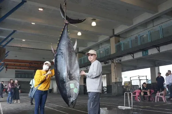 全昌隆168號捕獲的這尾黑鮪魚體格碩大。(圖/蘇澳區漁會提供)