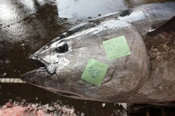 從這尾黑鮪魚的明亮眼睛便可知其新鮮程度。(圖/蘇澳區漁會提供)