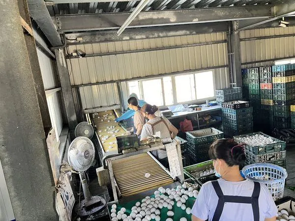 醫師認為,雞農可能偷用芬普尼以殺除雞隻羽毛與體表寄生蟲。(圖/彰化縣政府)