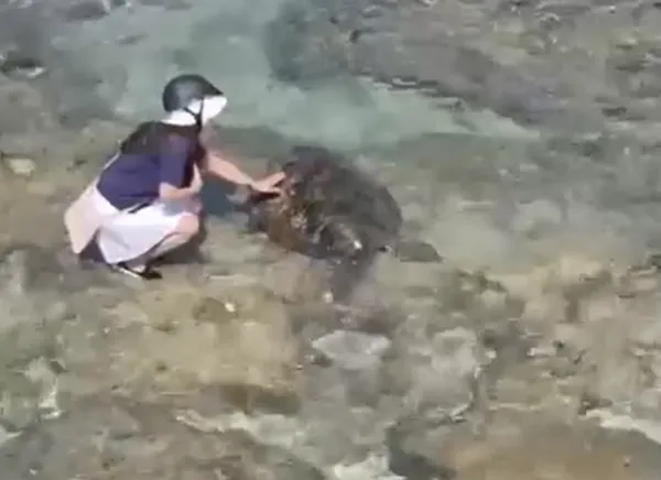 美國籍遊客小琉球摸海龜，全被一旁民眾錄下。（圖／海巡提供）