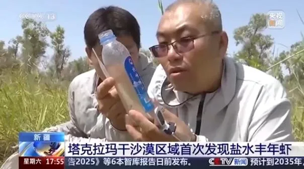 新疆塔克拉瑪乾沙漠首次發現鹽水豐年蝦。(圖/翻攝央視新聞)