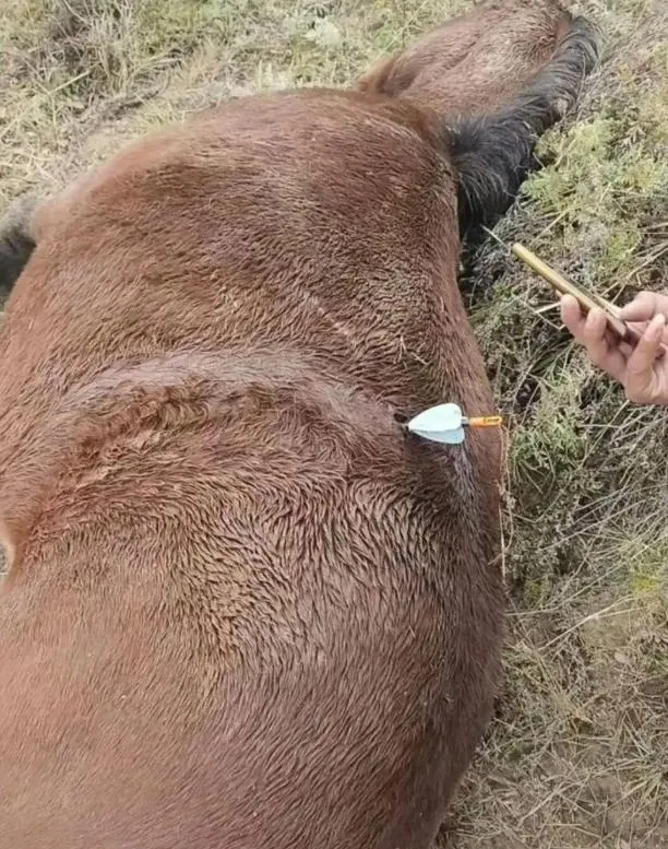 田先生飼養的馬匹遭到無人機投箭射殺。（圖／翻攝《紅星新聞》）