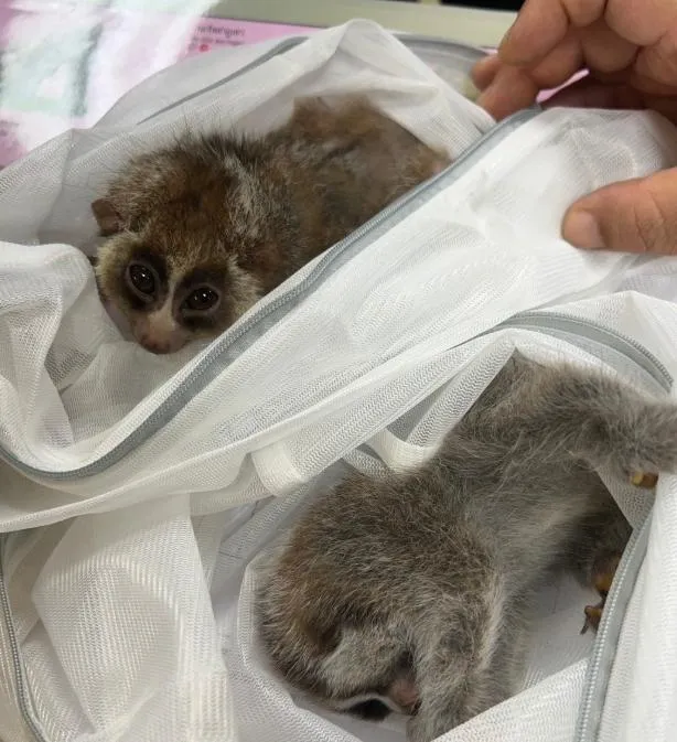 查獲的走私懶猴。(圖/翻攝泰國國家公園、野生動植物保育廳臉書)