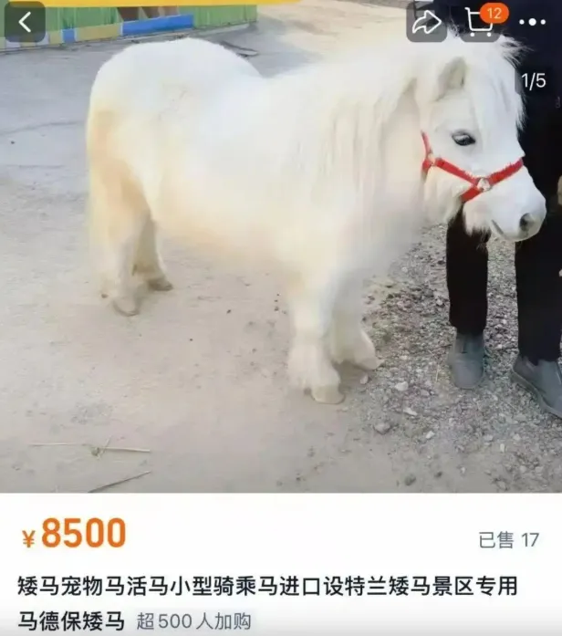 迷你馬成為大陸寵物圈新晉網紅。（圖／翻攝陸網）