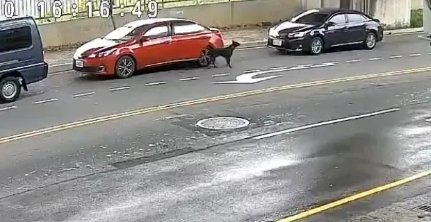 紅色轎車停等紅燈時開車門將一隻黑狗丟棄在馬路上。（圖／翻攝畫面）
