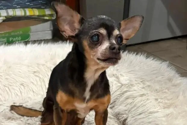 失蹤12年的芙蘿。（圖／翻攝自Griffith Indiana Animal Control Shelter）