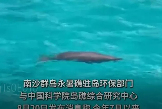 永暑礁附近出現「儒艮」蹤跡。（圖/翻攝新浪微博）