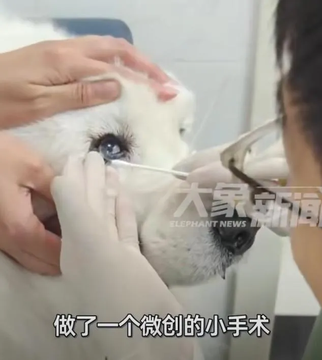 近日一名網友花費700元給自家狗狗配戴治療用隱形眼鏡引起網路熱議。（圖／翻攝《大象新聞》）