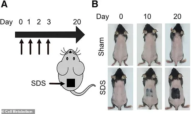 老鼠實驗顯示脂肪酸精華液20天內促進毛囊再生。(圖/翻攝自《Cell Metabolism》)