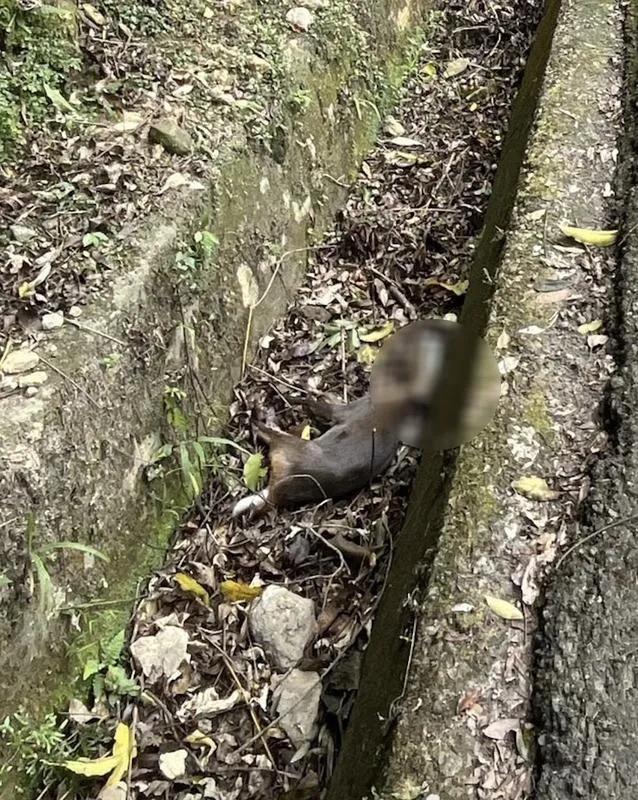 山羌頭部被半截寶特瓶套住，保育人員到場時，山羌已經死亡。（圖/苗栗縣政府提供）