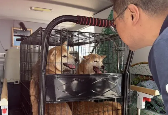 一名蔡姓女子不顧飼主責任，開車沿路遺棄16隻柴犬。（資料圖／新竹縣流浪動物珍愛協會提供）