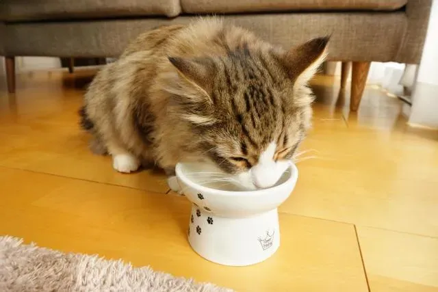 不少飼主會與愛貓同床共眠。(示意圖/Photo AC)