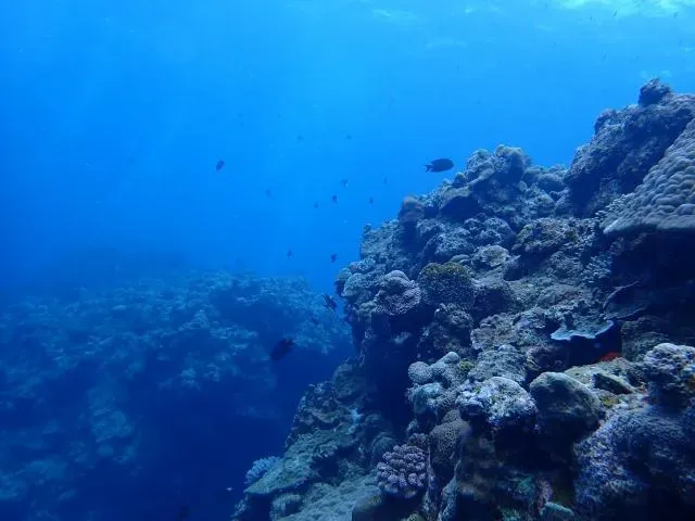 深海充滿許多人類不知道的生物，令人好奇探索。（示意圖／photoAC）