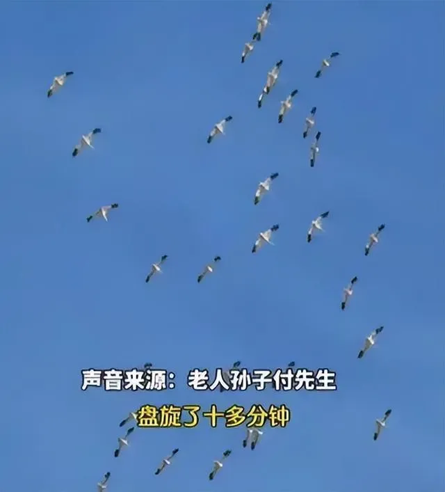 13日，大陸徐州的一位82歲老人去世，竟有數十隻仙鶴現身盤旋。（圖／翻攝自微博）
