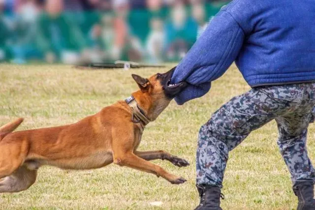 農業部動保司表示，被狗咬傷時，應牢記動物特徵。（圖／Photo AC）