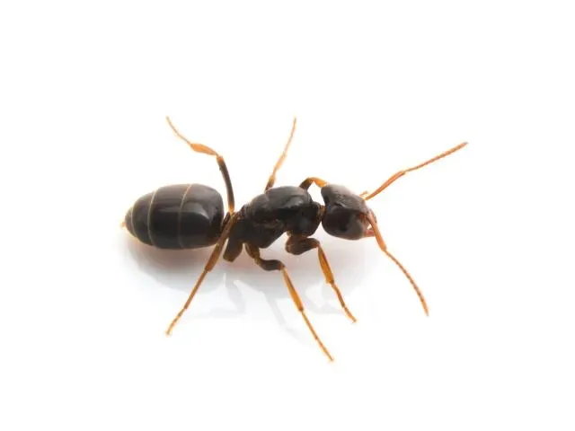 螞蟻是地球常見生物之一。(示意圖/photoAC)