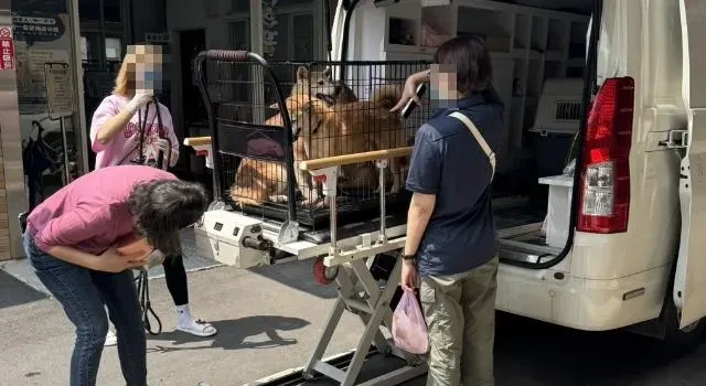 一名蔡姓女子不顧飼主責任，開車沿路遺棄16隻柴犬。（資料圖／新竹縣流浪動物珍愛協會提供）