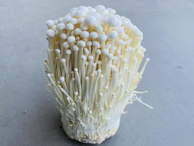 農委會曾解釋,金針菇屬於真菌類,其細胞壁含有結構紮實的幾丁質多醣體,這是一種人類腸胃無法完全分解的膳食纖維。(圖/Photo AC)