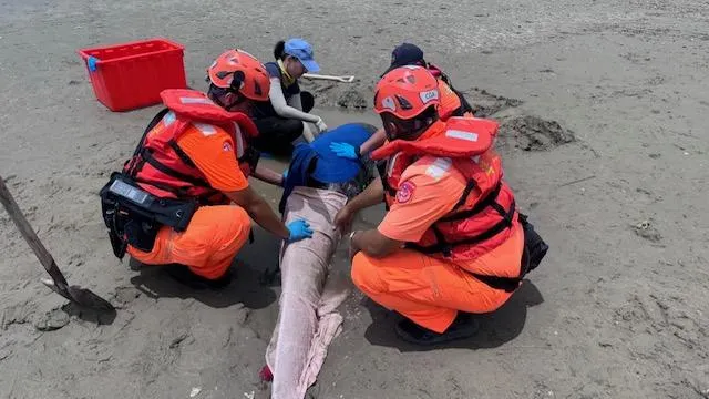 屏東車城20日發生海豚擱淺案,該隻海豚經現場緊急處置後,已送到成大研究中心照護。(圖/海巡提供)