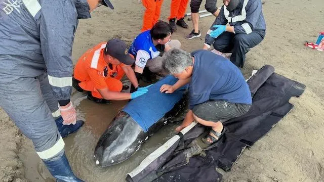 海洋保育署屏東海洋保育工作站會同成功大學鯨豚研究中心進行處置。(圖/海巡提供)