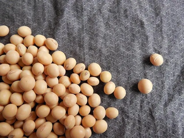大豆其實扮演的是智慧型調節者的角色,而不是催化劑。這樣的作用模式與乳癌治療中常見的選擇性雌激素調節劑如泰莫西芬類似。(示意圖/Pixabay)